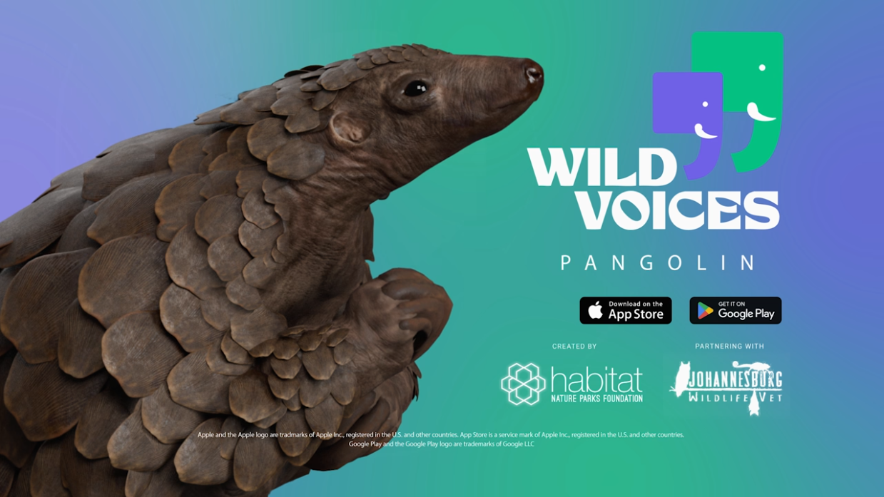 Wild Voices: Pangolin